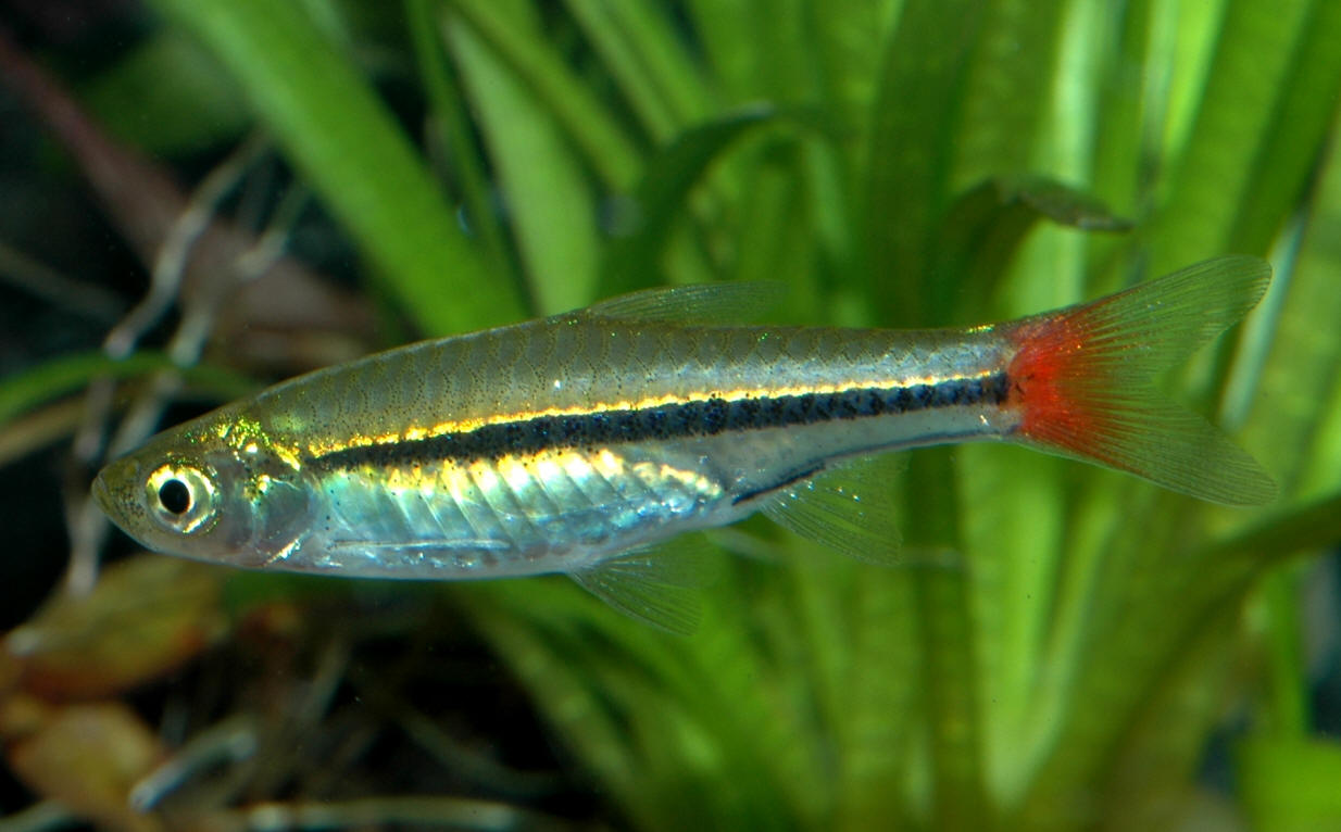 Rasbora borapetensis